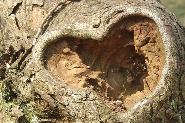 Symbolbild Wald & Natur erleben im Klövensteen