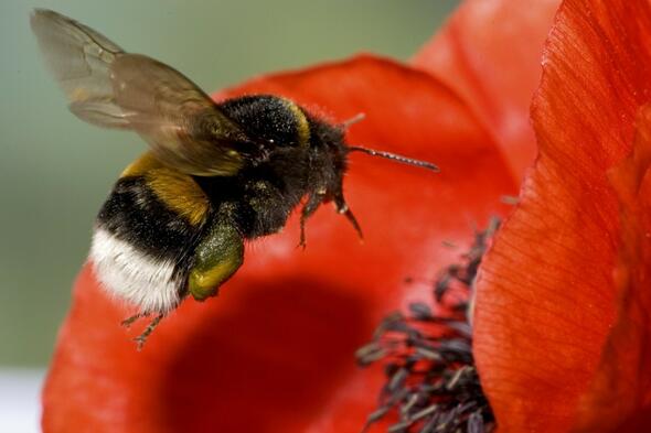 Symbolbild Ein Wildbienen-Spaziergang