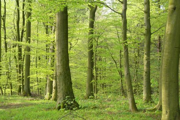 Symbolbild Waldführung durch den Sachsenwald und das NSG Bille