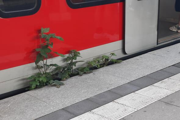 Symbolbild Was wächst auf Bahnsteig, Gleisbett und Bahnhofsvorplatz