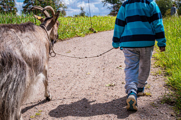 Symbolbild have a goat time