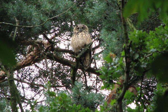 Symbolbild Wald-Safari in der Abenddämmerung