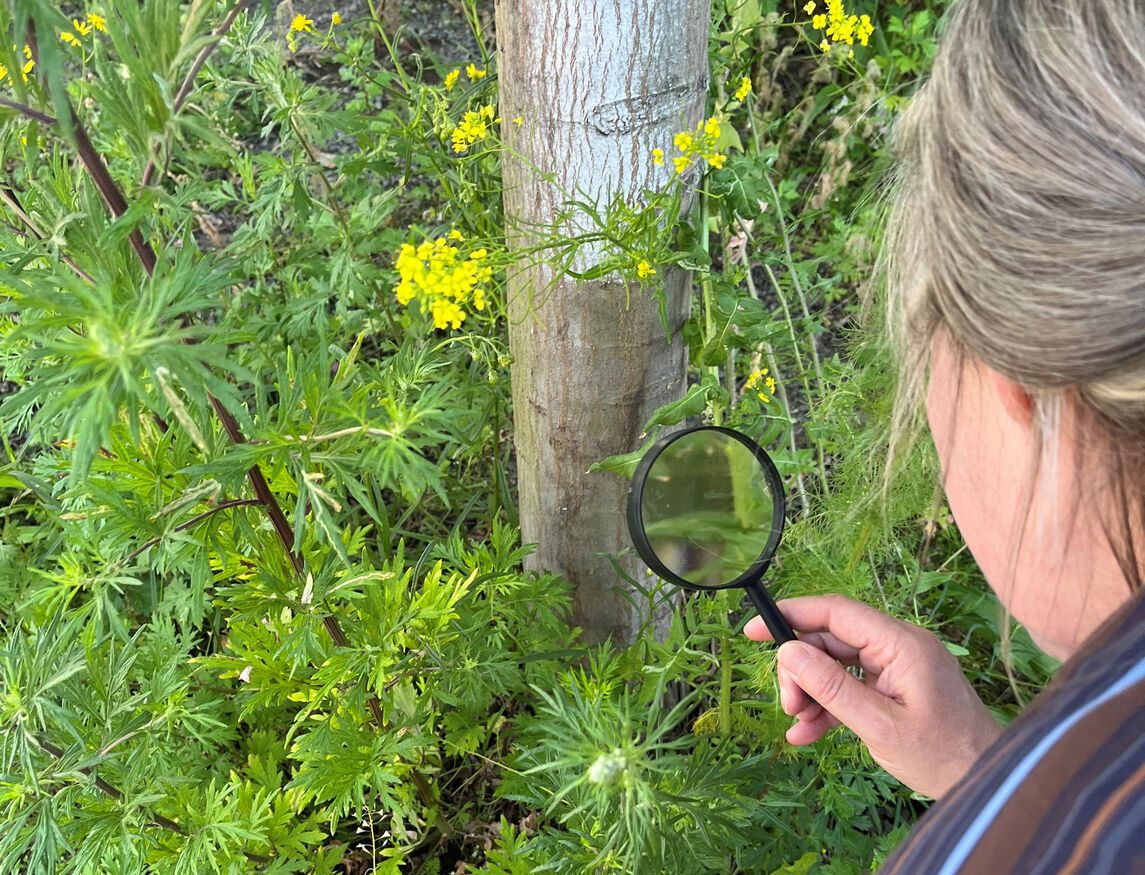 StadtNatur in der HafenCity